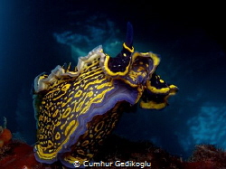 Hypselodoris picta
RISING STAR by Cumhur Gedikoglu 